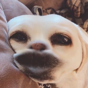 Meet your Posher, Meia